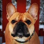 Rachel Morrell - @bulldogloversclub - Instagram
