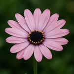 Rachel Ogden - @suedavidson159w55 - Instagram