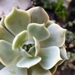 Rachel Packard - @retired_brats_garden - Instagram