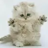 rachelpatchel - @rachelpatchel - TikTok