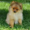 Rachel Patrick Lemme - @binky_the_pom_2020 - TikTok