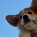 Rachel Pham - Facebook