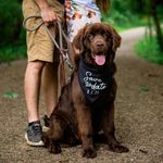 Rachel Pinter - @elliethebeardog - Instagram