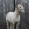 Rachel - @rachel.polhmaus - TikTok