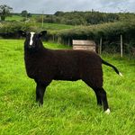 Rachel Kee (Pollock) - @laganvalleyzwartbles21 - Instagram