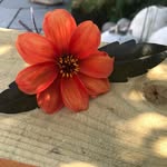 Rachel Proctor - @aarpee_creative - Instagram