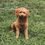 Rachel Rigsby - @riverbendpuppies24 - Instagram