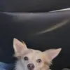 Rachel Ryland - @rachel.ryland7 - TikTok