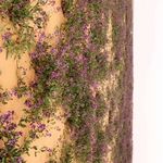 توتو التميمي - @rachel_seed_r44 - Instagram