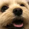 Rachel hempenstall - @rachelhempenstall7 - TikTok