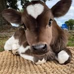 Rachel Steer - @whiterabbit3655 - Instagram