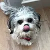 rachel straus - @rachelstraus - TikTok