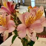 Rachel Sutter - @ammann1969 - Instagram