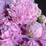 Rachel Bartolini Tomlin - @ratomlin - Instagram