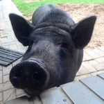 Rachel Wentzel - @rachelblackpiggy - Instagram