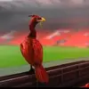 rachelwestern55 - @rachelwestern55 - TikTok