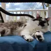 rachel.windsor - @rachel.windsor - TikTok