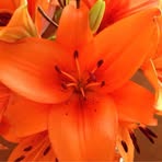 Rachel Wolverton-Martin - Facebook