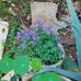 Rachel Woolf - Facebook