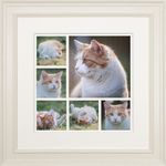 Rachel Woolley - @rachelwoolleypetportraits - Instagram