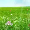 Rachel Wible - @rachel.moonspirit - TikTok
