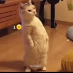 Rachele Facchini - @facchini.rachele - Instagram