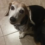 Rachell Smith - @pipers_squirrelyfamily - Instagram