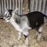 Rachelle Lamb - @user322382819 - TikTok