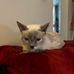 Rachelle Paswinski Lamb - Facebook