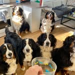 Raquel Wright - @furstlovebernese - Instagram