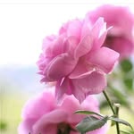 Radha Sinha - @radhasinha710 - Instagram