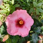 Radhakrishna Bhat - @radhakrishnabhat55 - Instagram