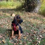 Tilly Rae Barnes St. Jerome - @bloodhoundtilly7b - Instagram