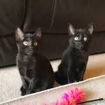 Tallulah Rae/Baxter Beau - @tallulahrae.baxterbeau - Instagram