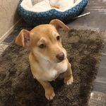 Pandora Rae Bryant - @_puppypandora_ - Instagram