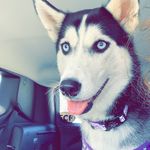 Skyla Rae Bryant - @thehusky_skylarae - Instagram