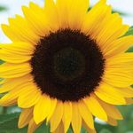 Rae Fields - @livin_on_sunflower_street - Instagram