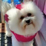 LaVonne Rae - @raeflowers - Instagram