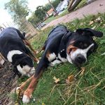 Nike, Callie Rae, Jake and Henry - @two_swissies_ - Instagram