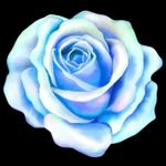 Rae Howe - @the.blue.rose.oracle - Instagram