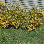 Nancy Rae Lyons - @thisisnancy1 - Instagram