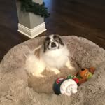 𝙱𝙰𝚈𝙻𝙴𝙴 𝚁𝙰𝙴 𝙼𝙲𝙲𝙻𝙴𝙻𝙻𝙰𝙽 - @bayleethepekingnese - Instagram