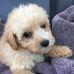 Rachel Schmidt - Facebook