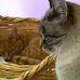 Rae Schmidt - Facebook
