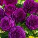 Rae Schmidt - Facebook