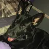 Rae🐶 - @rae._.theshepard - TikTok