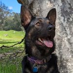 Codie Rae Shepherd - @oaktownpack_fosterdogs - Instagram