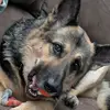 Marley Rae the Shepherd 🐾 - @marley.rae.the.sh - TikTok