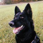 RAE - @rae.the_shepherd - Instagram
