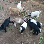 Rae Shepherd - @fembot_farms - Instagram